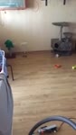 Кот на потолке.webm