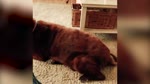 Котопёс.webm