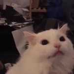 Кот орнул.webm