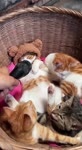 Коты и микрофон.mp4