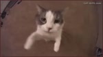 Котэ обниматэ.mp4