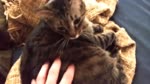 Котя жмяк жмяк жмяк.webm