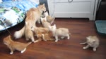 Котята врассыпную.webm