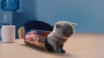 Котячьи печенюхи.webm