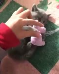 котёнок жадинка.mp4