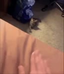 Котёнок повторюшка.mp4