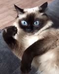 Сиамский котэ.webm