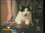 смешные нарезки с котами.mp4