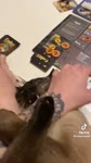 ЭТОТ ЕБУЧИЙ КУСОК КОТА.webm