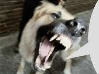 kalcher.jpg