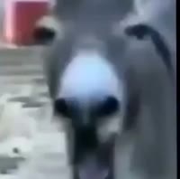 1655063836260.mp4