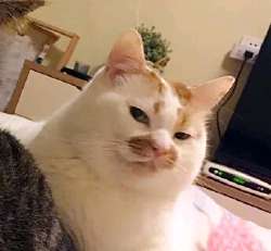 кот.jpg