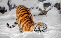 789493-tiger-snow-winter-tel-ho-tigris.jpg