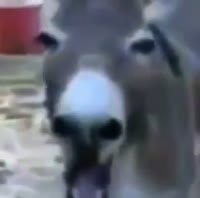 17471703529080.mp4