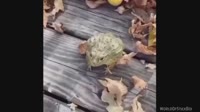 smex2.webm