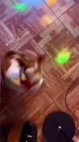 1748508744031.mp4