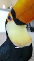17424761819040.mp4