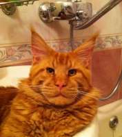 ron-perlman-and-the-maine-coon86.jpg