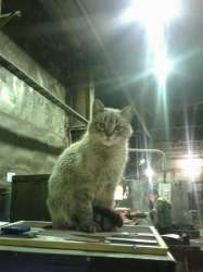 1680830420animals-pibig-info-p-kot-na-zavode-zhivotnie-instagram-2.jpg