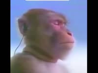 dildochad.mp4
