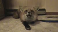 14454676534567546.webm