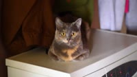 Кошка на стиралке.webm