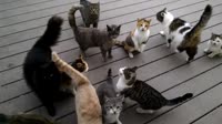 КОШКИ! ТЫСЯЧИ ИХ!.mp4