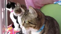 Кошки говорящие.webm