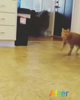 Котэ под наркотэ.mp4