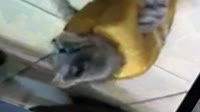 ya-ne-hleb.mp4