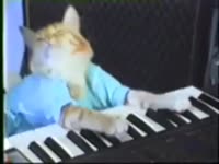 cat.mp4
