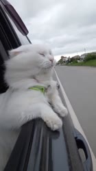 кот едет.mp4