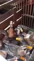149258223308.webm