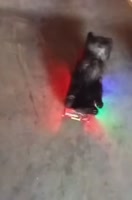 1752400256546.mp4