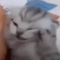 1 (5).webm