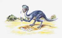 vergosaurus.png