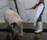 halfpigslaughterhouse2017mexico-1280x0-c-default.jpg