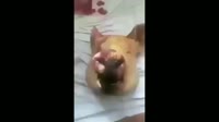 0.mp4