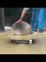 1753030255621.mp4