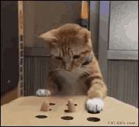 hizzie-cat.gif