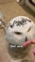 Owl core🥰#owl #owlhouse #owls #owlsoftiktok #owllove #funny #cute #fyp #love#foryou#foryoupage.mp4