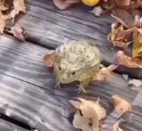 16801671319710.mp4