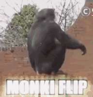 monkiflip-monki.gif