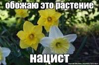нарцисс.jpg