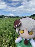 shinkuava