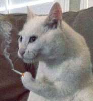 Cat cigarette.jpg