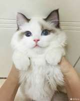 Кошак.jpg