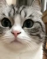 こまる.webm
