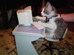 cat.jpg