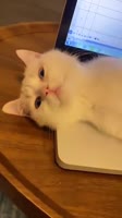 .webm